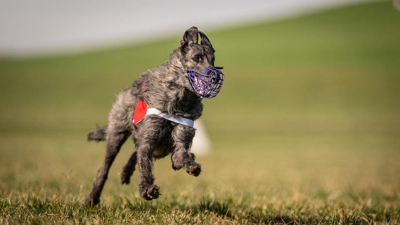 Coursing club Sieger 2024