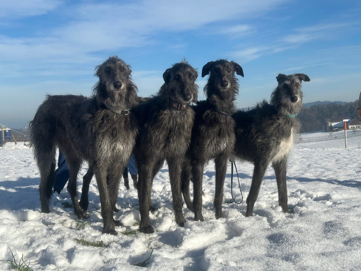 Neujahrs-Schnee-Coursing 01.01.2025