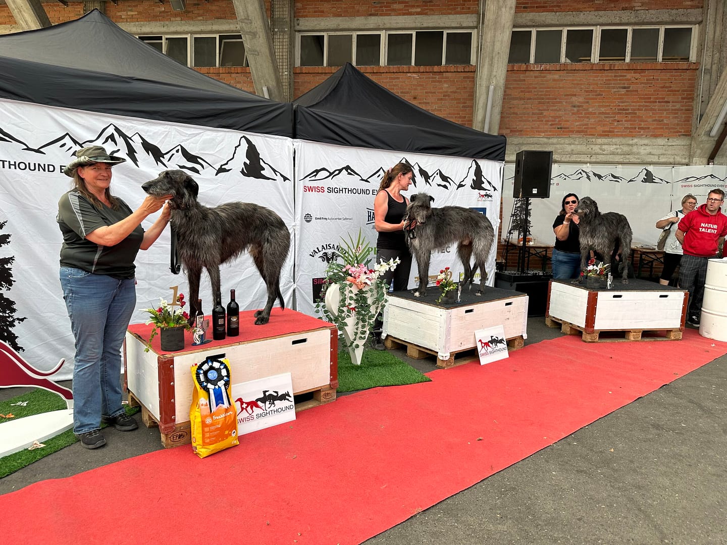 Swiss Sighthound® CACIL/CACL Coursing