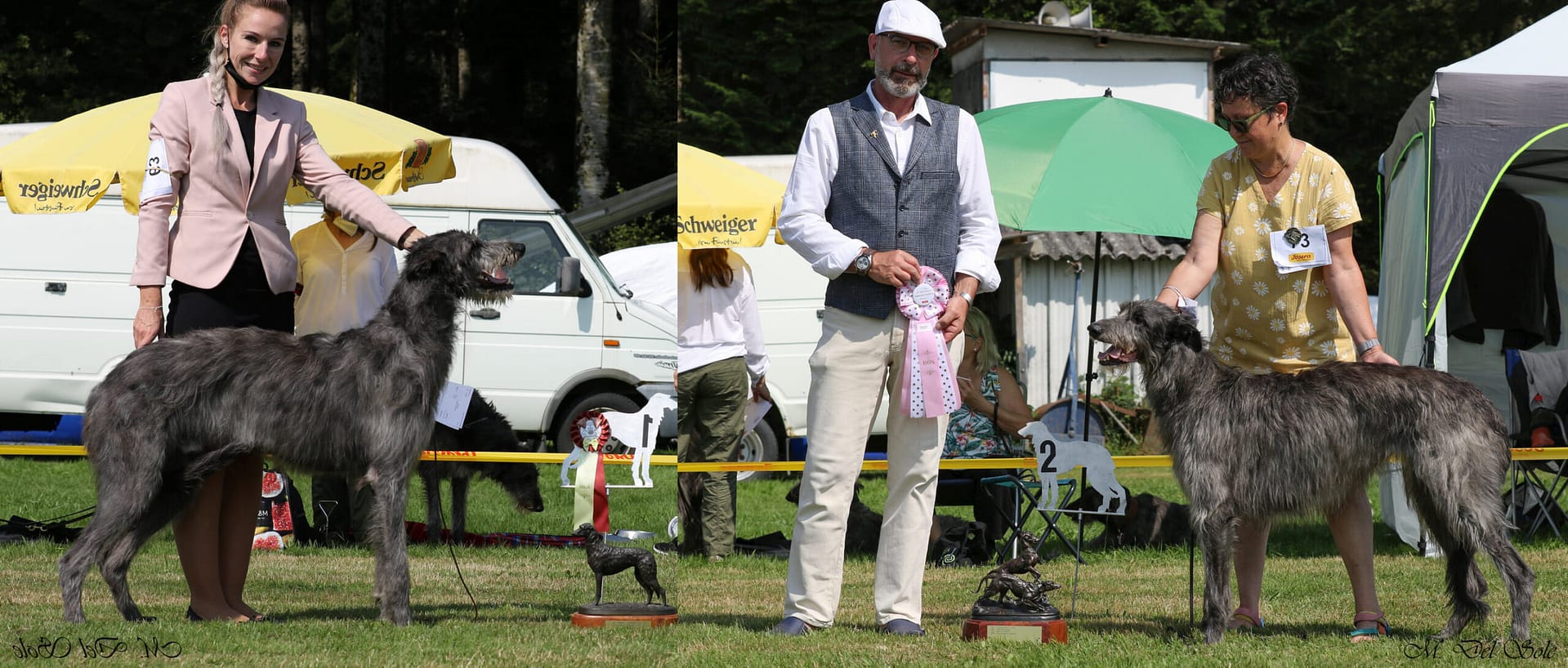 Swiss Deerhound Club Show 2021 21+22 August (35 Jahren)