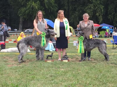 Swiss Deerhound club Show August 2018