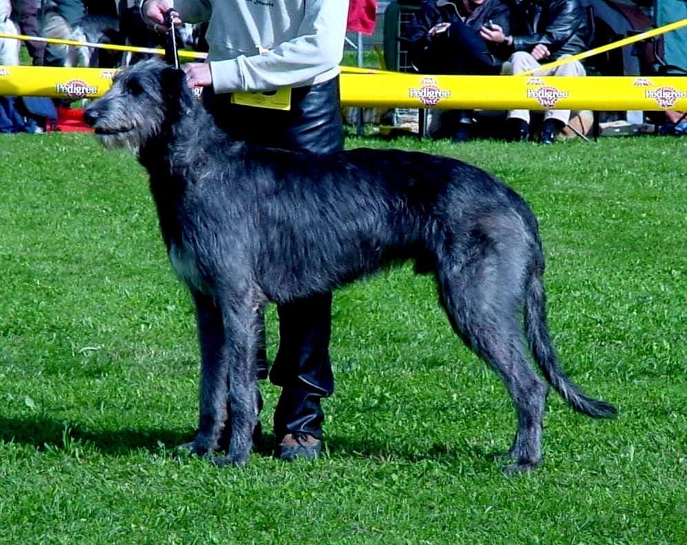 Erinnerungen an die Vergangenheit – Club Show (15 Jahren Jubilee)