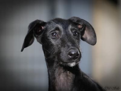 Deerhound Welpen Deerhound Welpen